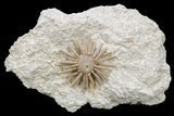 Cretaceous Fossil Urchin (Salenia) - Missour, Morocco #240001-2